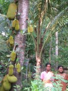 Jack fruits
